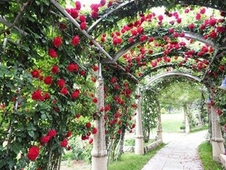 東京発 バラと初夏の花咲く「ハイジの村」&桔梗信玄餅詰め放題&さくらんぼ狩り食べ放題<JAMJAM TOUR>1